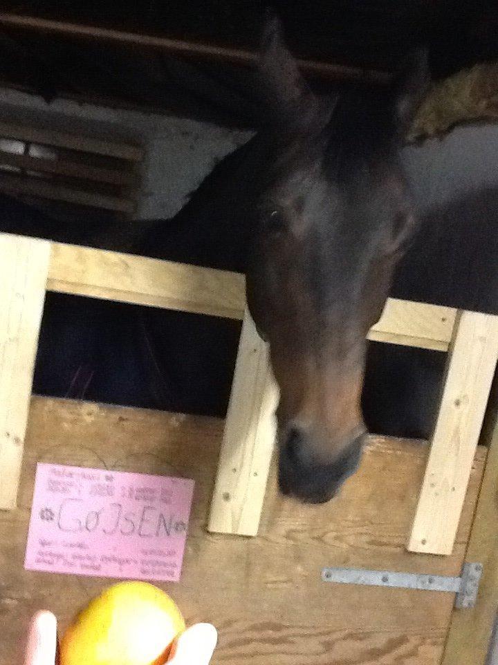 Dansk Varmblod Mary Fair <3 billede 18