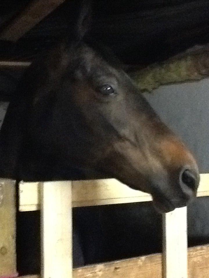 Dansk Varmblod Mary Fair <3 billede 19