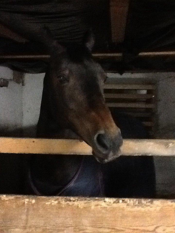 Dansk Varmblod Mary Fair <3 billede 20