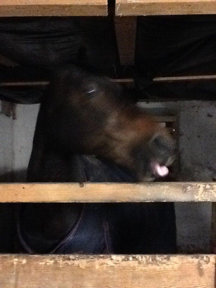 Dansk Varmblod Mary Fair <3 billede 21