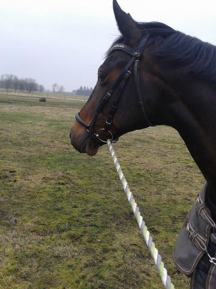 Dansk Varmblod Mary Fair <3 billede 22