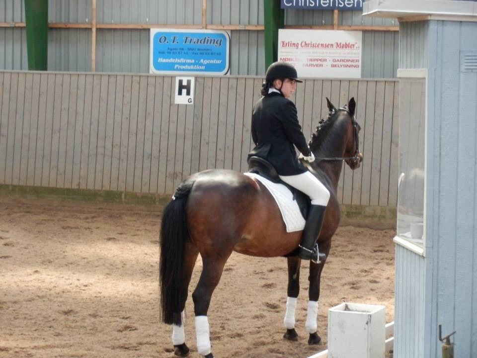 Dansk Varmblod Mary Fair <3 billede 23