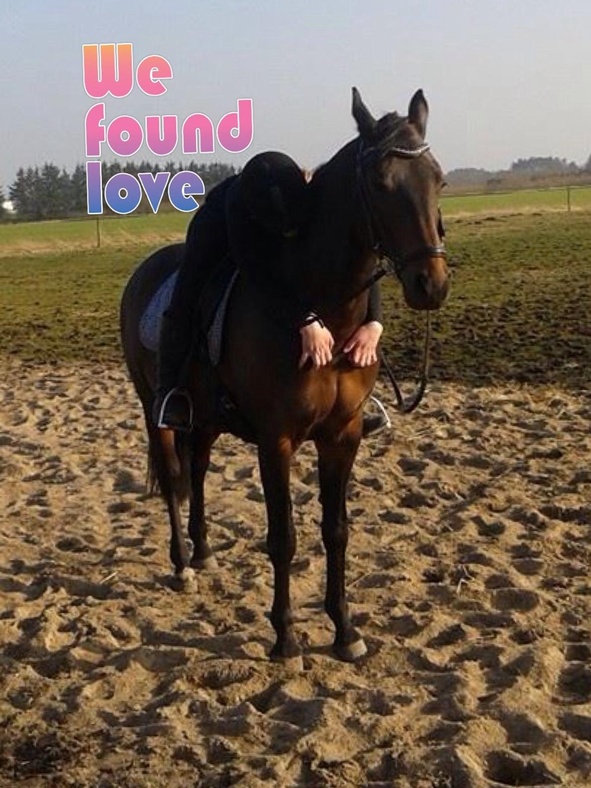 Dansk Varmblod Mary Fair <3 billede 24