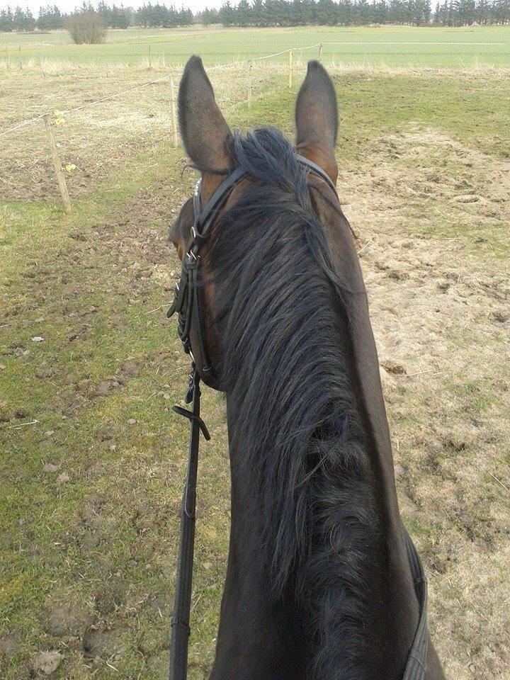 Dansk Varmblod Mary Fair <3 billede 25