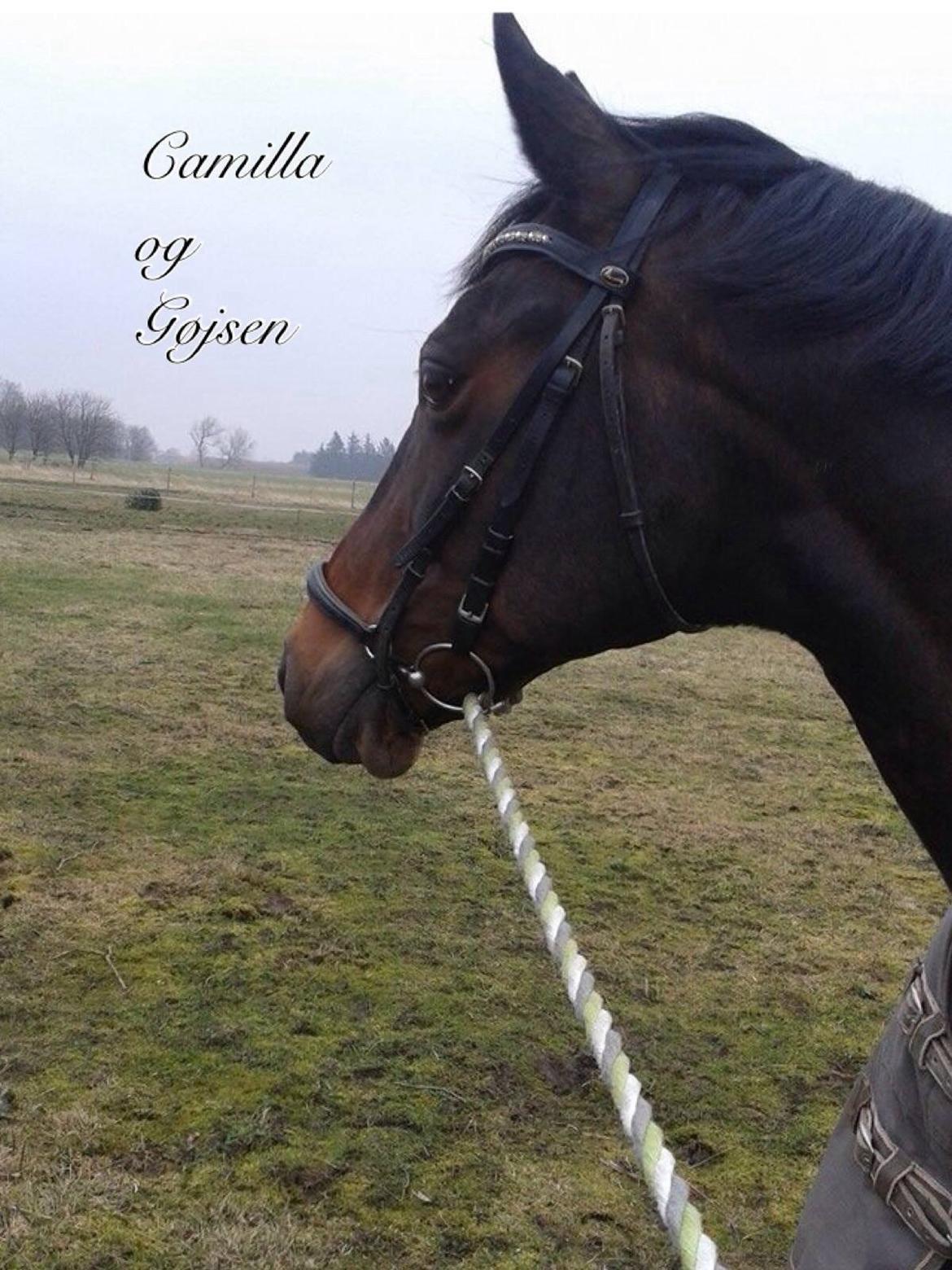 Dansk Varmblod Mary Fair <3 billede 26