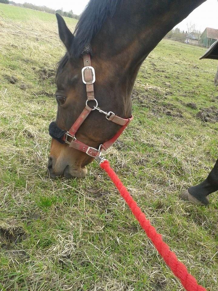 Dansk Varmblod Mary Fair <3 billede 27