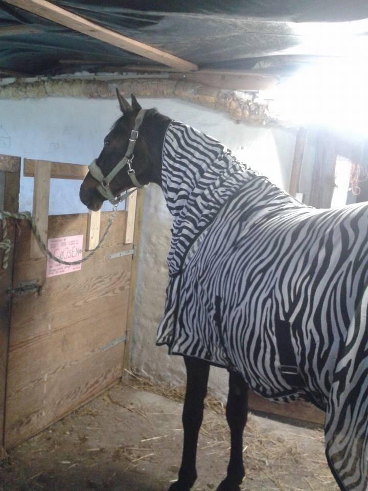 Dansk Varmblod Mary Fair <3 billede 28