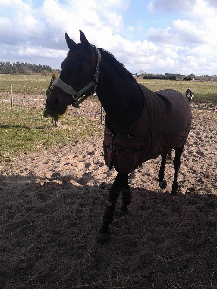 Dansk Varmblod Mary Fair <3 billede 29