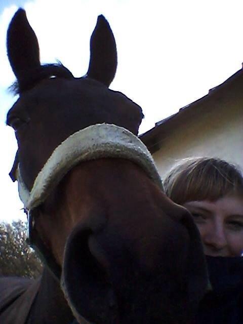 Dansk Varmblod Mary Fair <3 billede 30