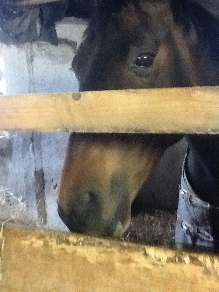 Dansk Varmblod Mary Fair <3 billede 31