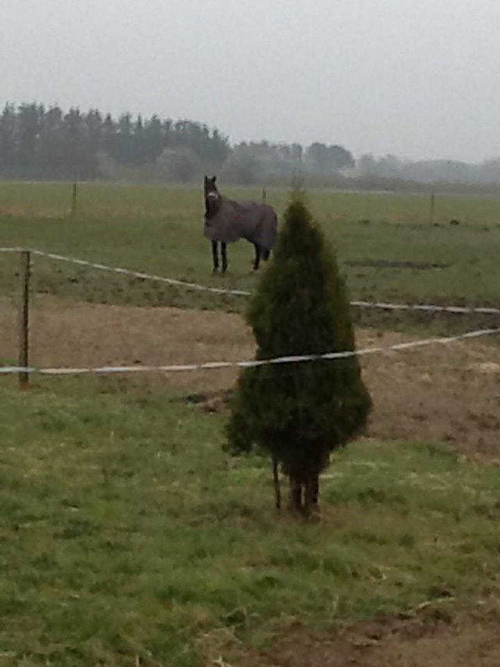 Dansk Varmblod Mary Fair <3 billede 32