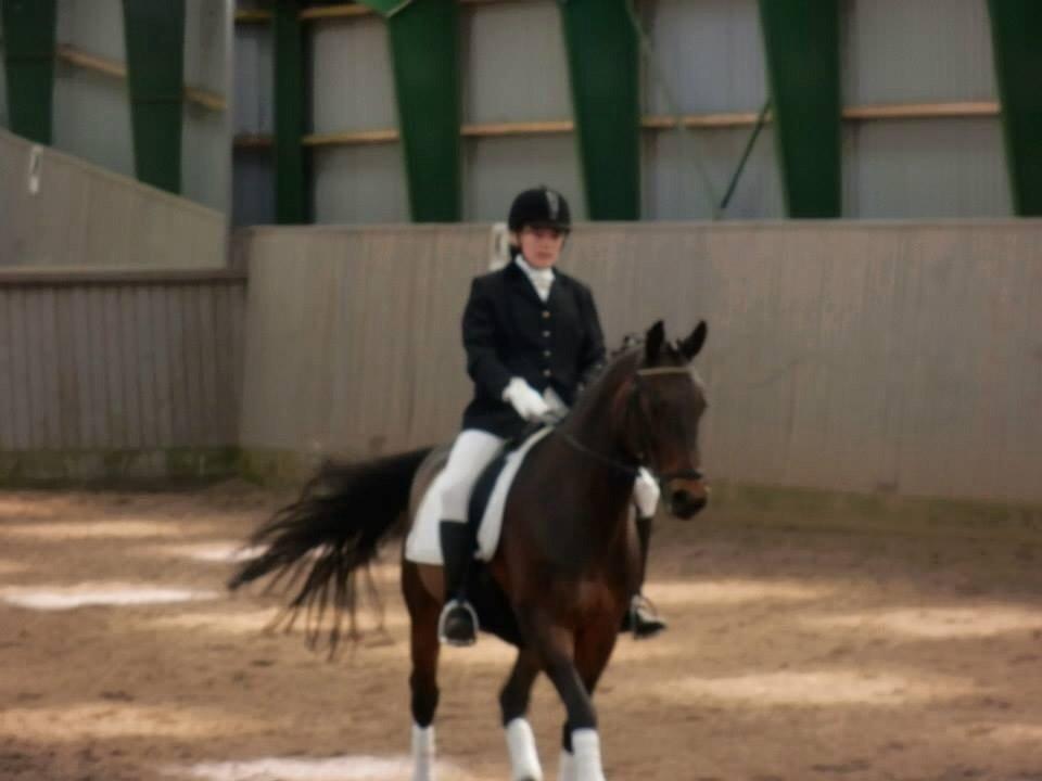 Dansk Varmblod Mary Fair <3 billede 33