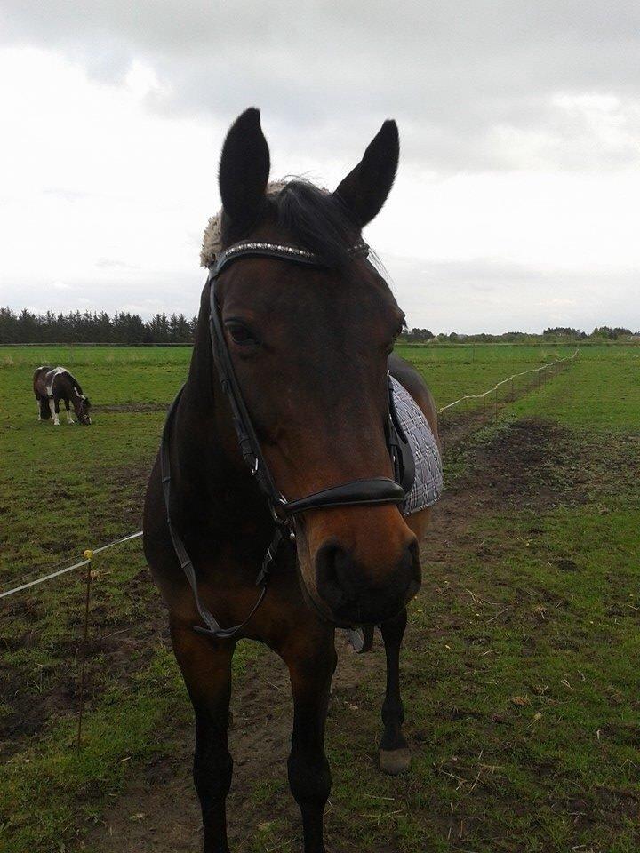 Dansk Varmblod Mary Fair <3 billede 34