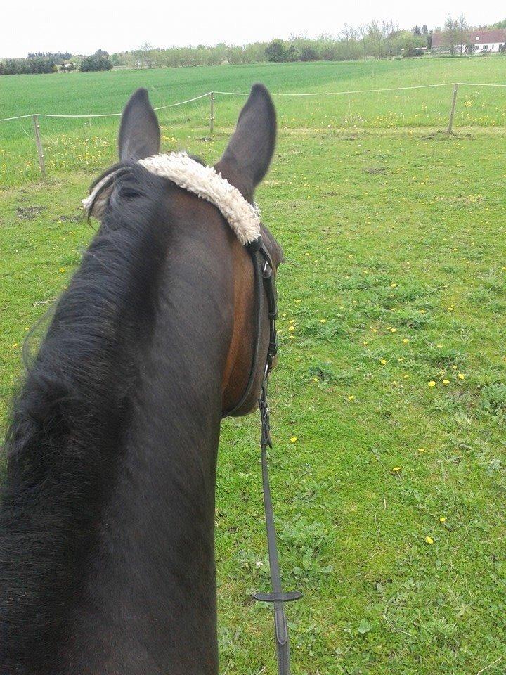 Dansk Varmblod Mary Fair <3 billede 35