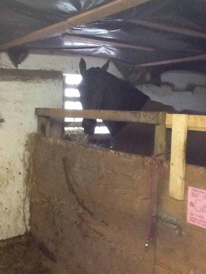 Dansk Varmblod Mary Fair <3 billede 36