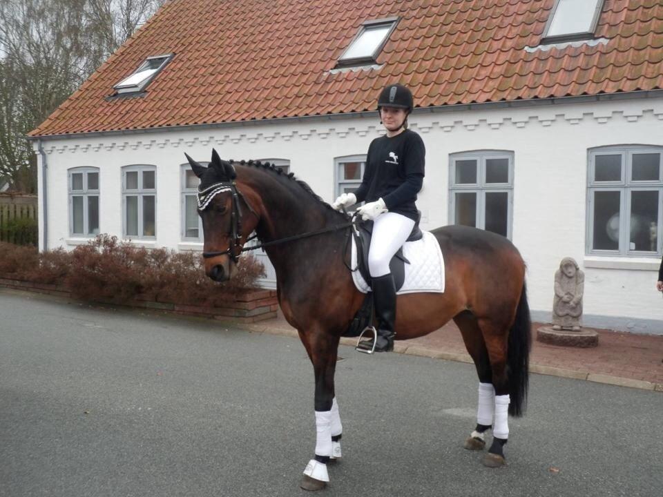 Dansk Varmblod Mary Fair <3 billede 37