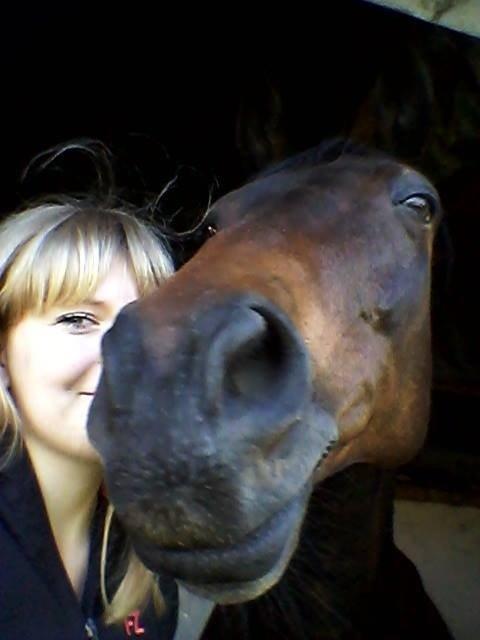 Dansk Varmblod Mary Fair <3 billede 38