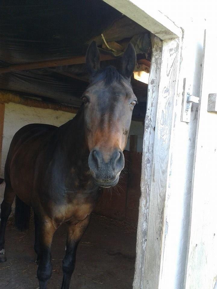 Dansk Varmblod Mary Fair <3 billede 39