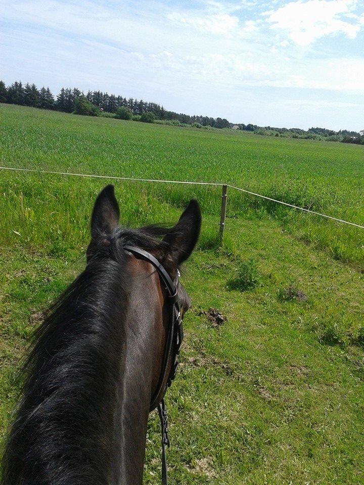 Dansk Varmblod Mary Fair <3 billede 40