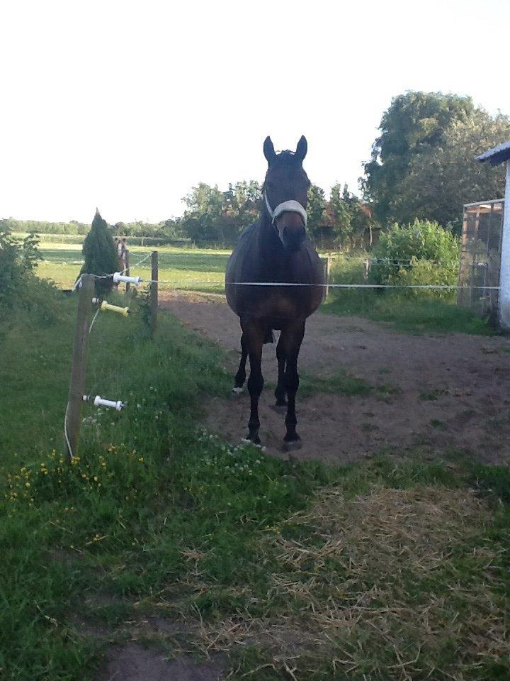 Dansk Varmblod Mary Fair <3 billede 41