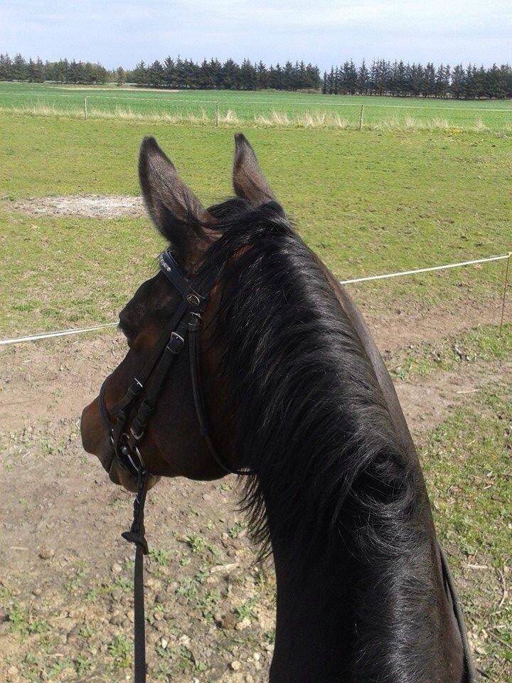 Dansk Varmblod Mary Fair <3 billede 42