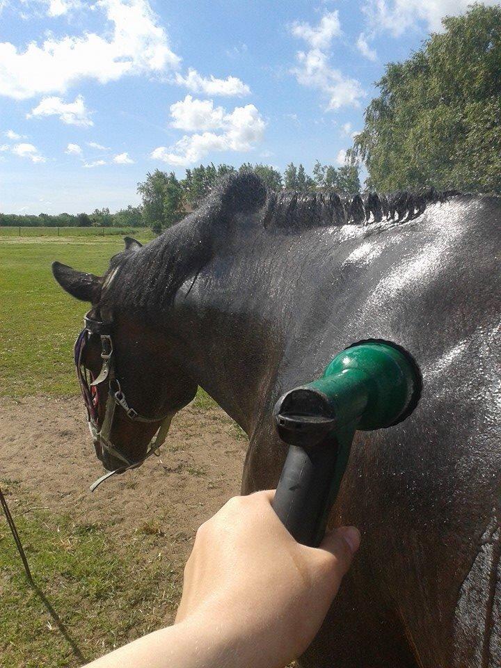 Dansk Varmblod Mary Fair <3 billede 43