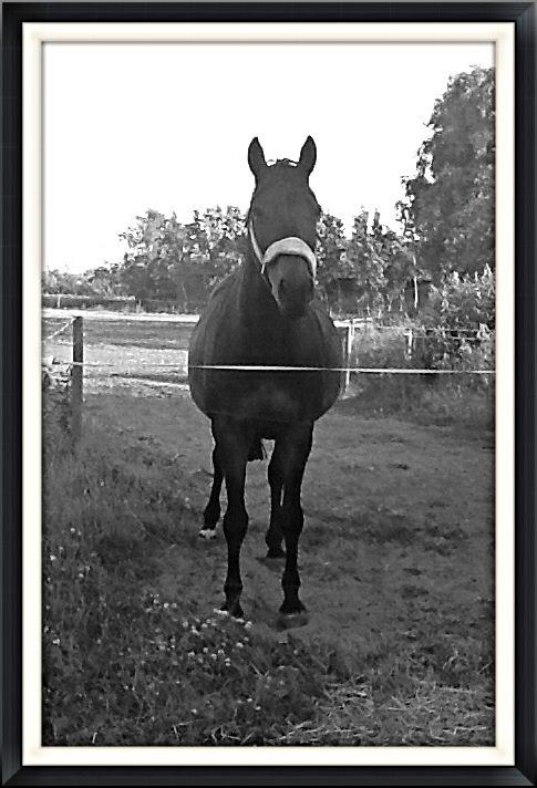 Dansk Varmblod Mary Fair <3 billede 44