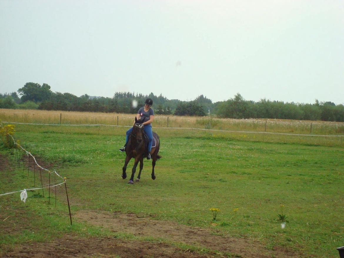 Dansk Varmblod Mary Fair <3 billede 45