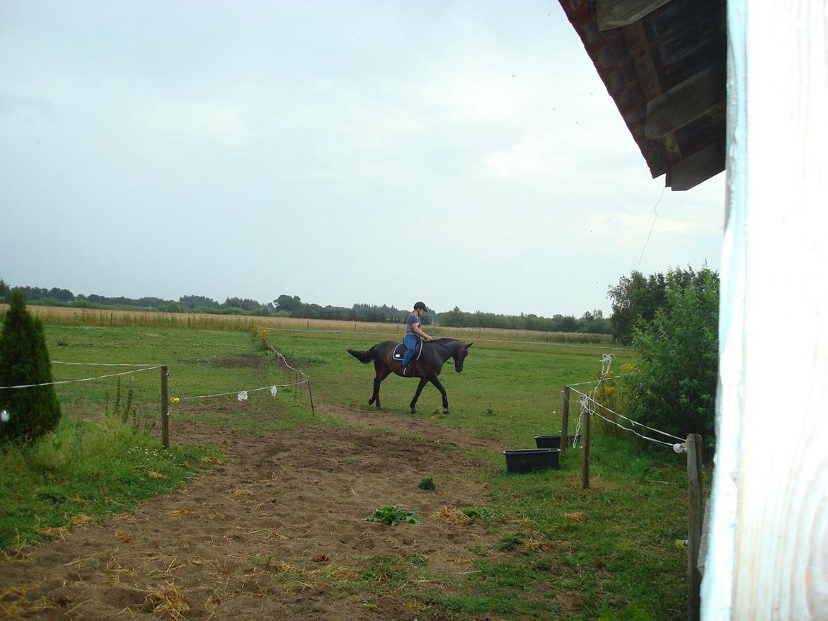 Dansk Varmblod Mary Fair <3 billede 46