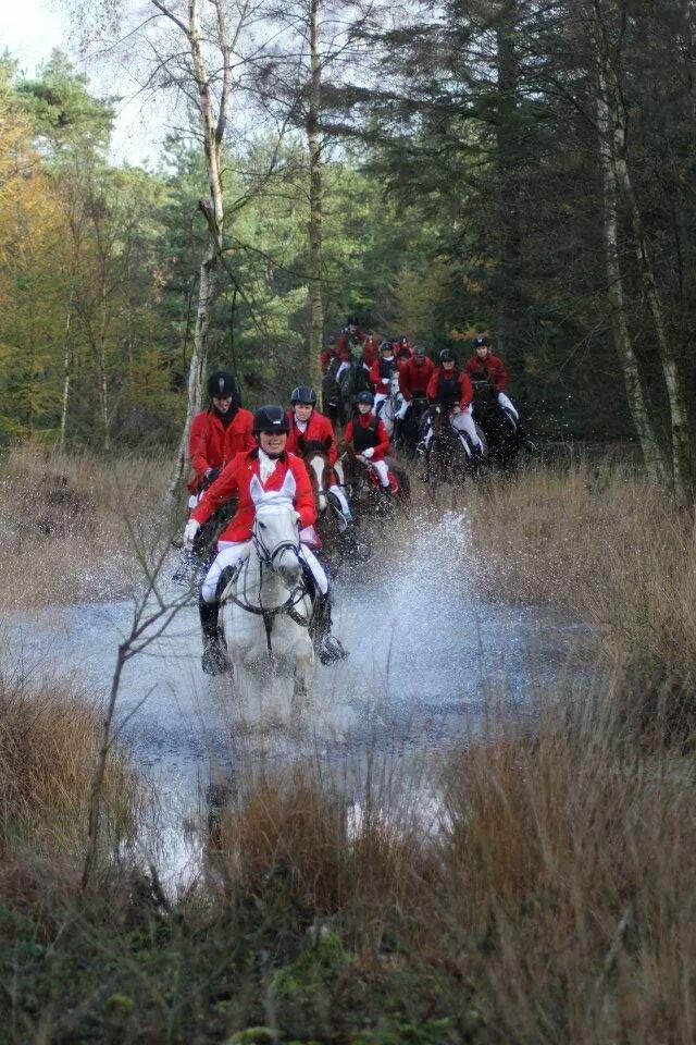 Dansk Varmblod La-troya billede 7