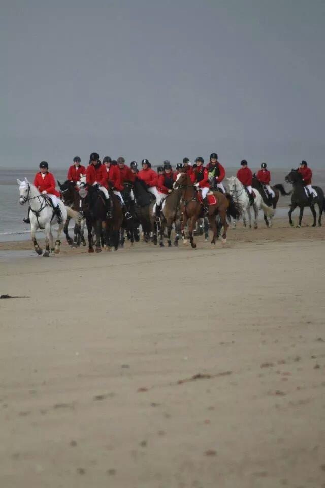 Dansk Varmblod La-troya billede 8