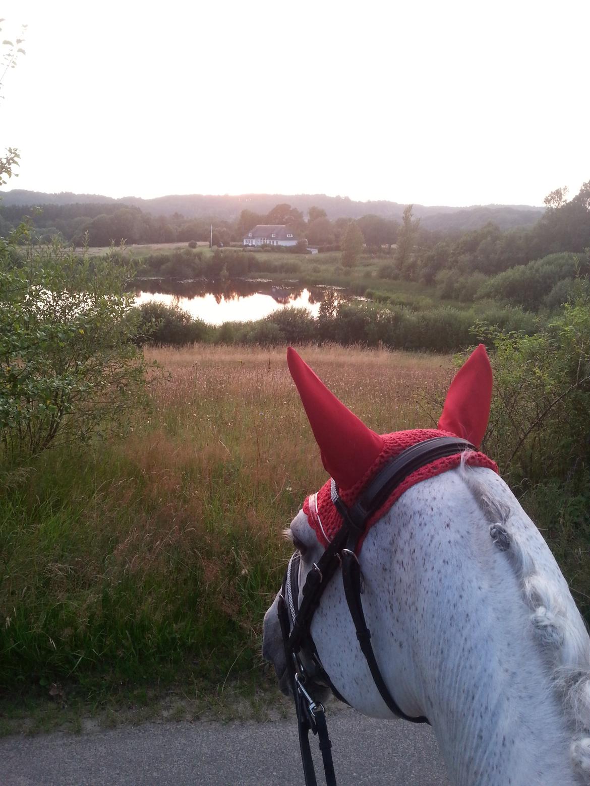 Dansk Varmblod La-troya billede 9