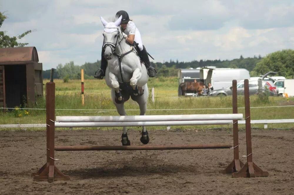 Dansk Varmblod La-troya billede 10