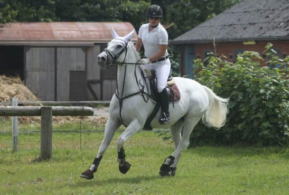 Dansk Varmblod La-troya billede 11