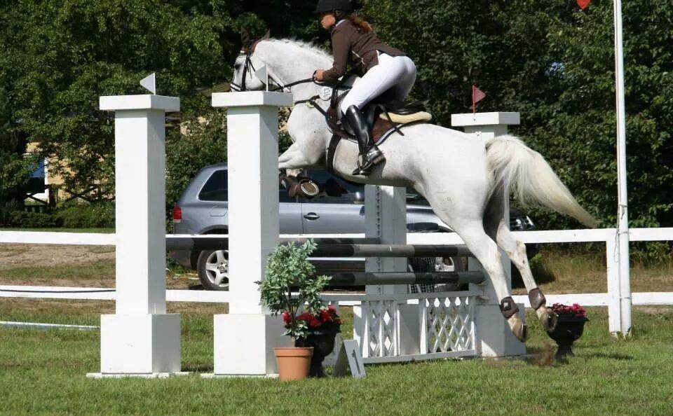 Dansk Varmblod La-troya billede 12