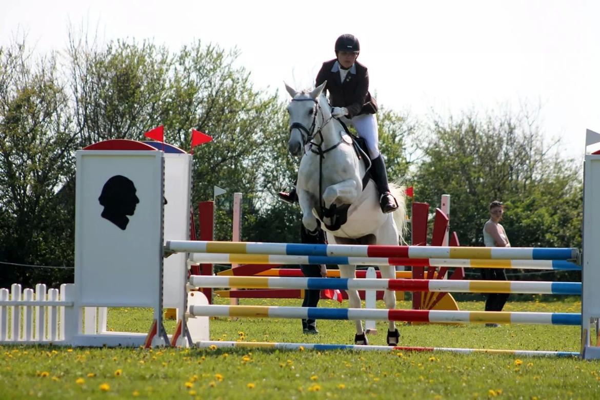 Dansk Varmblod La-troya billede 15