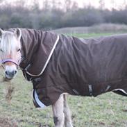 Fjordhest Flicka Fredensdal