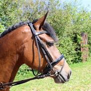 New Forest Chanel af lindbjerghus