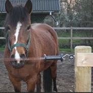 New Forest Chanel af lindbjerghus