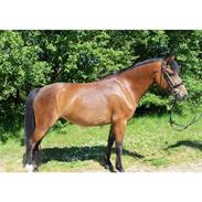 New Forest Chanel af lindbjerghus