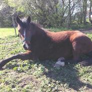 New Forest Chanel af lindbjerghus