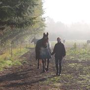 Dansk Varmblod Vestervangs Trésor