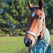 Dansk Varmblod Vestervangs Trésor