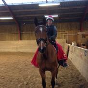 Dansk Varmblod Vestervangs Trésor