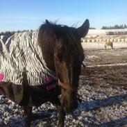 Anden særlig race Tex men bliver kaldt balle<3