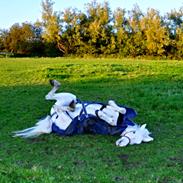 Anden særlig race Samson