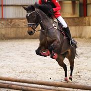 New Forest Damergaards pearl