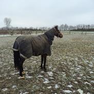 New Forest Damergaards pearl