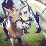 Anden særlig race Monak