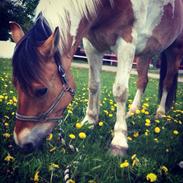 Anden særlig race Monak